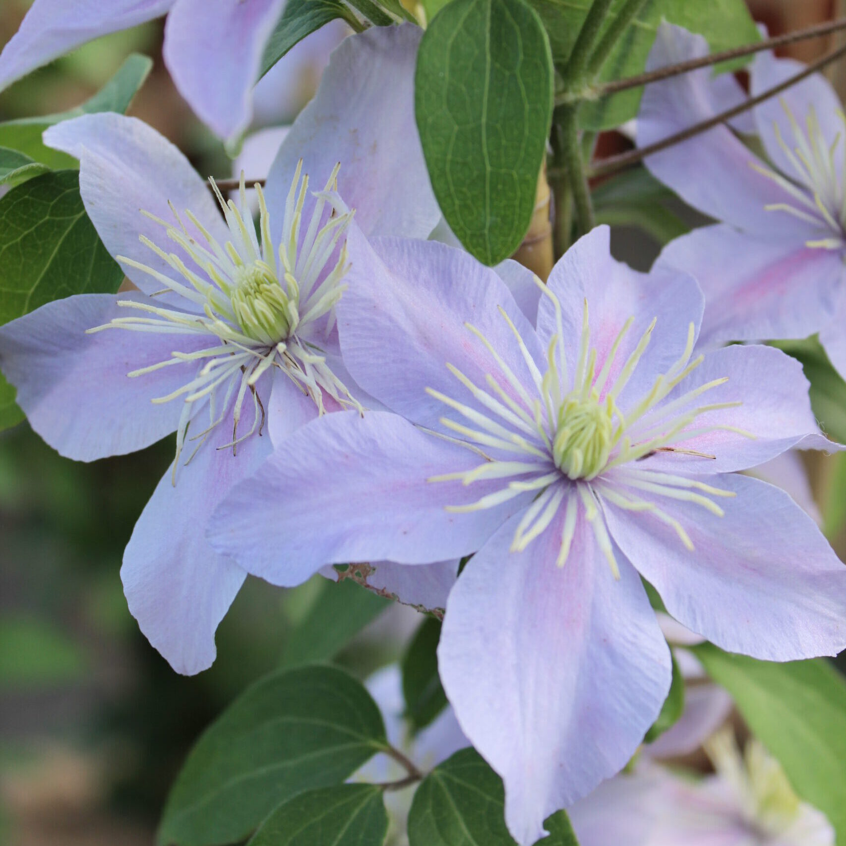 Gärtnerei, Baumschule, Rhododendron, Trompetenbaum, Agapanthus, Kaiserstuhl, Gartengestaltung, Gärtnerei in der Nähe, Baumschule in der Nähe, Pflanzen Grosshandel, Gartengestaltung in der Nähe, ginkgo biloba pflanze, zuckerhut fichte, ilex crenata, gaura, magnolie immergrün, euonymus, johannisbeere rote, Baum Felsenbirne, Felensbirne Baum, Korkenzieherhasel, Schneeheide, Japanische Stechpalme, Storchschnabel Geranium Macrorrhizum, Prunus, Kaiserstuhl Camping, Blumen für Hochzeiten, Gärtnerei Müller, Gartengestaltung kleiner Garten, Gärtnerei Freiburg, Obst mit Namen, Trauerfloristik modern, Gärtnerei Gundelfingen, Gartengestaltung am Hang, Gartengestaltung Kosten, Grosshandel Gartenbau, Garten Grosshandel, Pflanzen Blog, Grüne Jobs, Gärtnerei Jobs, Torffreie Erde, Taspo Award, DEGA, Lavendel, Steppensalbei, Perovskia, Rutenhirse