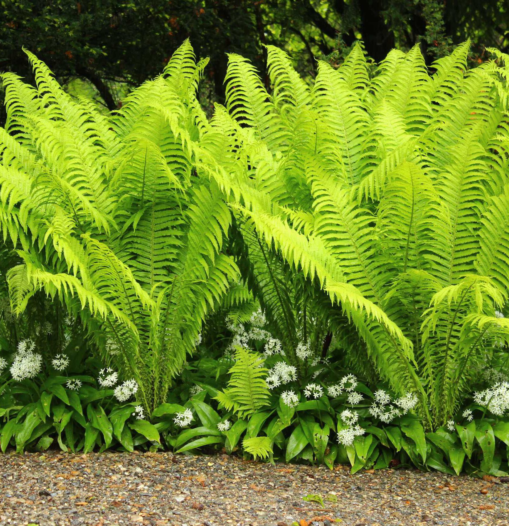 Gärtnerei, Baumschule, Rhododendron, Trompetenbaum, Agapanthus, Kaiserstuhl, Gartengestaltung, Gärtnerei in der Nähe, Baumschule in der Nähe, Pflanzen Grosshandel, Gartengestaltung in der Nähe, ginkgo biloba pflanze, zuckerhut fichte, ilex crenata, gaura, magnolie immergrün, euonymus, johannisbeere rote, Baum Felsenbirne, Felensbirne Baum, Korkenzieherhasel, Schneeheide, Japanische Stechpalme, Storchschnabel Geranium Macrorrhizum, Prunus, Kaiserstuhl Camping, Blumen für Hochzeiten, Gärtnerei Müller, Gartengestaltung kleiner Garten, Gärtnerei Freiburg, Obst mit Namen, Trauerfloristik modern, Gärtnerei Gundelfingen, Gartengestaltung am Hang, Gartengestaltung Kosten, Grosshandel Gartenbau, Garten Grosshandel, Pflanzen Blog, Grüne Jobs, Gärtnerei Jobs, Torffreie Erde, Taspo Award, DEGA, Lavendel, Steppensalbei, Perovskia, Rutenhirse