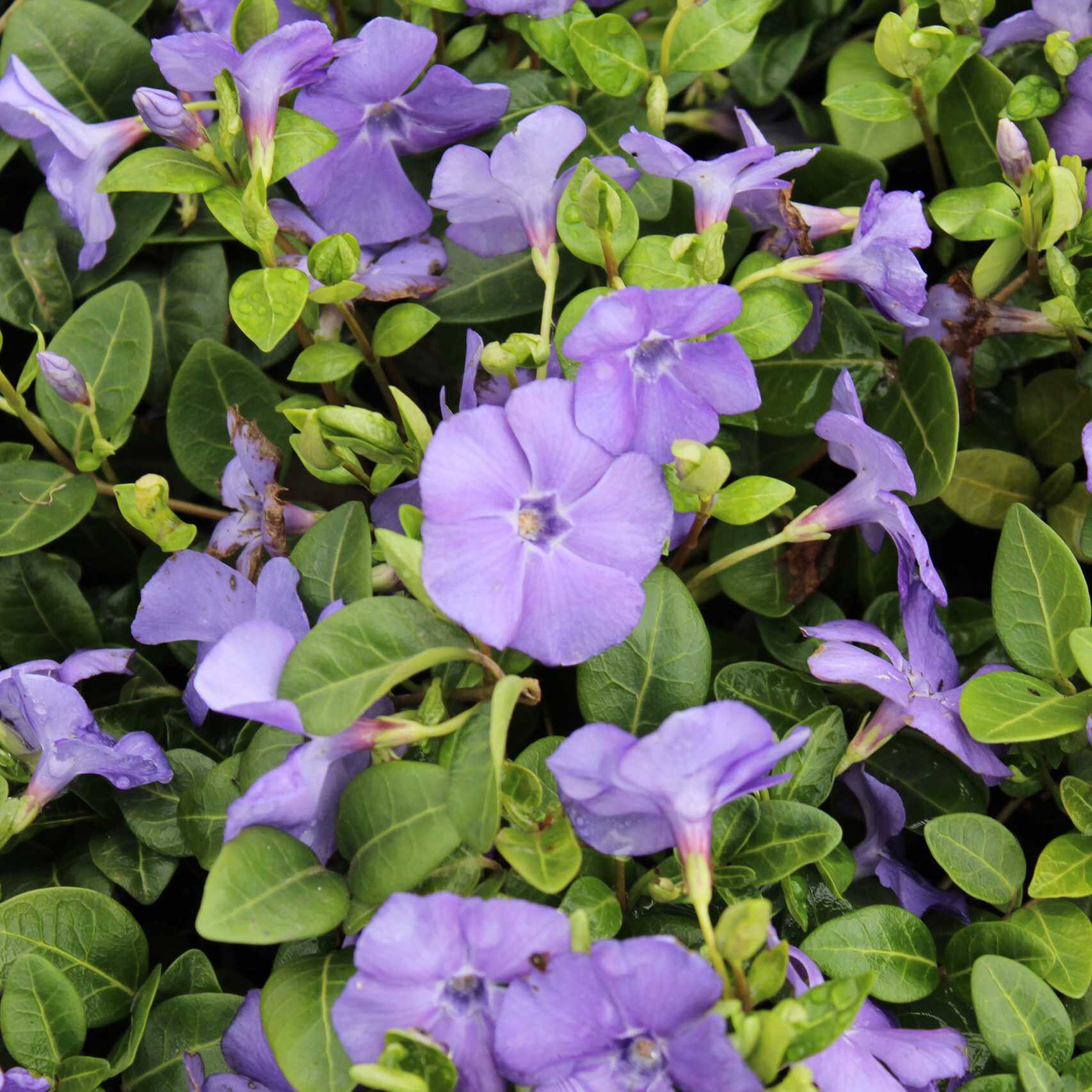 Gärtnerei, Baumschule, Rhododendron, Trompetenbaum, Agapanthus, Kaiserstuhl, Gartengestaltung, Gärtnerei in der Nähe, Baumschule in der Nähe, Pflanzen Grosshandel, Gartengestaltung in der Nähe, ginkgo biloba pflanze, zuckerhut fichte, ilex crenata, gaura, magnolie immergrün, euonymus, johannisbeere rote, Baum Felsenbirne, Felensbirne Baum, Korkenzieherhasel, Schneeheide, Japanische Stechpalme, Storchschnabel Geranium Macrorrhizum, Prunus, Kaiserstuhl Camping, Blumen für Hochzeiten, Gärtnerei Müller, Gartengestaltung kleiner Garten, Gärtnerei Freiburg, Obst mit Namen, Trauerfloristik modern, Gärtnerei Gundelfingen, Gartengestaltung am Hang, Gartengestaltung Kosten, Grosshandel Gartenbau, Garten Grosshandel, Pflanzen Blog, Grüne Jobs, Gärtnerei Jobs, Torffreie Erde, Taspo Award, DEGA, Lavendel, Steppensalbei, Perovskia, Rutenhirse