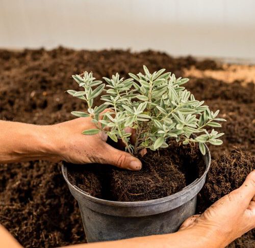 Gärtnerei, Baumschule, Rhododendron, Trompetenbaum, Agapanthus, Kaiserstuhl, Gartengestaltung, Gärtnerei in der Nähe, Baumschule in der Nähe, Pflanzen Grosshandel, Gartengestaltung in der Nähe, ginkgo biloba pflanze, zuckerhut fichte, ilex crenata, gaura, magnolie immergrün, euonymus, johannisbeere rote, Baum Felsenbirne, Felensbirne Baum, Korkenzieherhasel, Schneeheide, Japanische Stechpalme, Storchschnabel Geranium Macrorrhizum, Prunus, Kaiserstuhl Camping, Blumen für Hochzeiten, Gärtnerei Müller, Gartengestaltung kleiner Garten, Gärtnerei Freiburg, Obst mit Namen, Trauerfloristik modern, Gärtnerei Gundelfingen, Gartengestaltung am Hang, Gartengestaltung Kosten, Grosshandel Gartenbau, Garten Grosshandel, Pflanzen Blog, Grüne Jobs, Gärtnerei Jobs, Torffreie Erde, Taspo Award, DEGA, Lavendel, Steppensalbei, Perovskia, Saisonarbeitskräfte, Praktikum