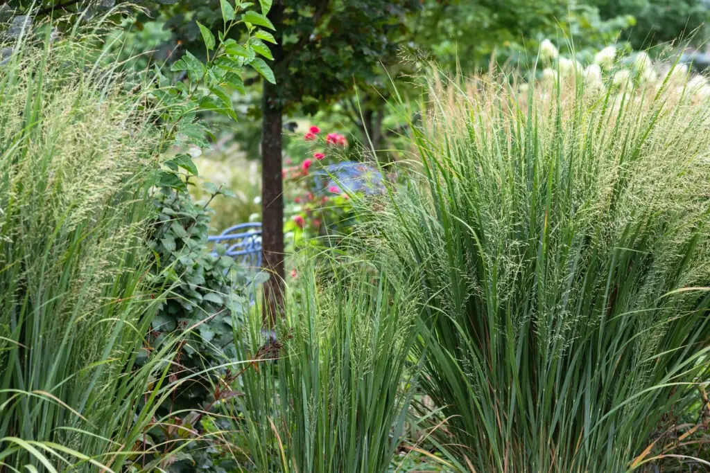 Gärtnerei, Baumschule, Rhododendron, Trompetenbaum, Agapanthus, Kaiserstuhl, Gartengestaltung, Gärtnerei in der Nähe, Baumschule in der Nähe, Pflanzen Grosshandel, Gartengestaltung in der Nähe, ginkgo biloba pflanze, zuckerhut fichte, ilex crenata, gaura, magnolie immergrün, euonymus, johannisbeere rote, Baum Felsenbirne, Felensbirne Baum, Korkenzieherhasel, Schneeheide, Japanische Stechpalme, Storchschnabel Geranium Macrorrhizum, Prunus, Kaiserstuhl Camping, Blumen für Hochzeiten, Gärtnerei Müller, Gartengestaltung kleiner Garten, Gärtnerei Freiburg, Obst mit Namen, Trauerfloristik modern, Gärtnerei Gundelfingen, Gartengestaltung am Hang, Gartengestaltung Kosten, Grosshandel Gartenbau, Garten Grosshandel, Pflanzen Blog, Grüne Jobs, Gärtnerei Jobs, Torffreie Erde, Taspo Award, DEGA, Lavendel, Steppensalbei, Perovskia, Rutenhirse