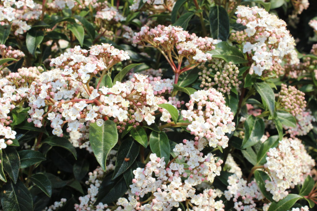 Gärtnerei, Baumschule, Rhododendron, Trompetenbaum, Agapanthus, Kaiserstuhl, Gartengestaltung, Gärtnerei in der Nähe, Baumschule in der Nähe, Pflanzen Grosshandel, Gartengestaltung in der Nähe, ginkgo biloba pflanze, zuckerhut fichte, ilex crenata, gaura, magnolie immergrün, euonymus, johannisbeere rote, Baum Felsenbirne, Felensbirne Baum, Korkenzieherhasel, Schneeheide, Japanische Stechpalme, Storchschnabel Geranium Macrorrhizum, Prunus, Kaiserstuhl Camping, Blumen für Hochzeiten, Gärtnerei Müller, Gartengestaltung kleiner Garten, Gärtnerei Freiburg, Obst mit Namen, Trauerfloristik modern, Gärtnerei Gundelfingen, Gartengestaltung am Hang, Gartengestaltung Kosten, Grosshandel Gartenbau, Garten Grosshandel, Pflanzen Blog, Grüne Jobs, Gärtnerei Jobs, Torffreie Erde, Taspo Award, DEGA, Lavendel, Mittelmeer-Schneeball, Lorbeer-Schneeball