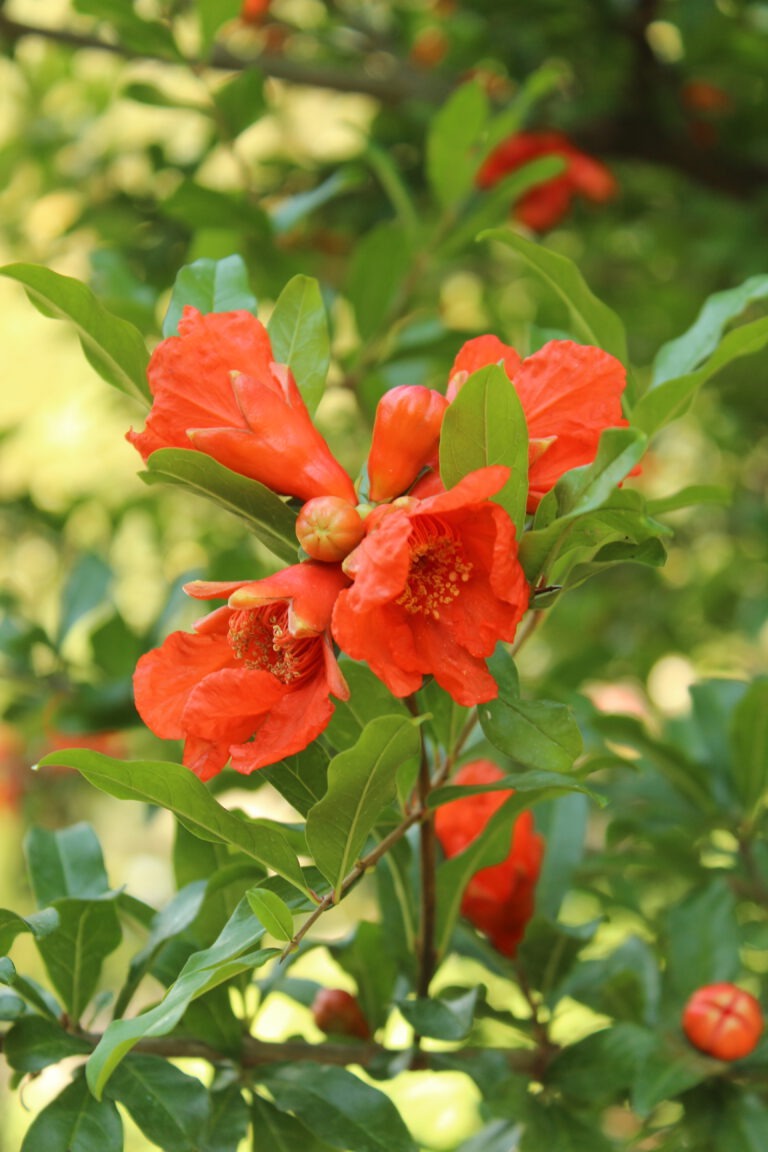 Gärtnerei, Baumschule, Rhododendron, Trompetenbaum, Agapanthus, Kaiserstuhl, Gartengestaltung, Gärtnerei in der Nähe, Baumschule in der Nähe, Pflanzen Grosshandel, Gartengestaltung in der Nähe, ginkgo biloba pflanze, zuckerhut fichte, ilex crenata, gaura, magnolie immergrün, euonymus, johannisbeere rote, Baum Felsenbirne, Felensbirne Baum, Korkenzieherhasel, Schneeheide, Japanische Stechpalme, Storchschnabel Geranium Macrorrhizum, Prunus, Kaiserstuhl Camping, Blumen für Hochzeiten, Gärtnerei Müller, Gartengestaltung kleiner Garten, Gärtnerei Freiburg, Obst mit Namen, Trauerfloristik modern, Gärtnerei Gundelfingen, Gartengestaltung am Hang, Gartengestaltung Kosten, Grosshandel Gartenbau, Garten Grosshandel, Pflanzen Blog, Grüne Jobs, Gärtnerei Jobs, Torffreie Erde, Taspo Award, DEGA, Lavendel, Steppensalbei, Perovskia, Rutenhirse, Granatapfel