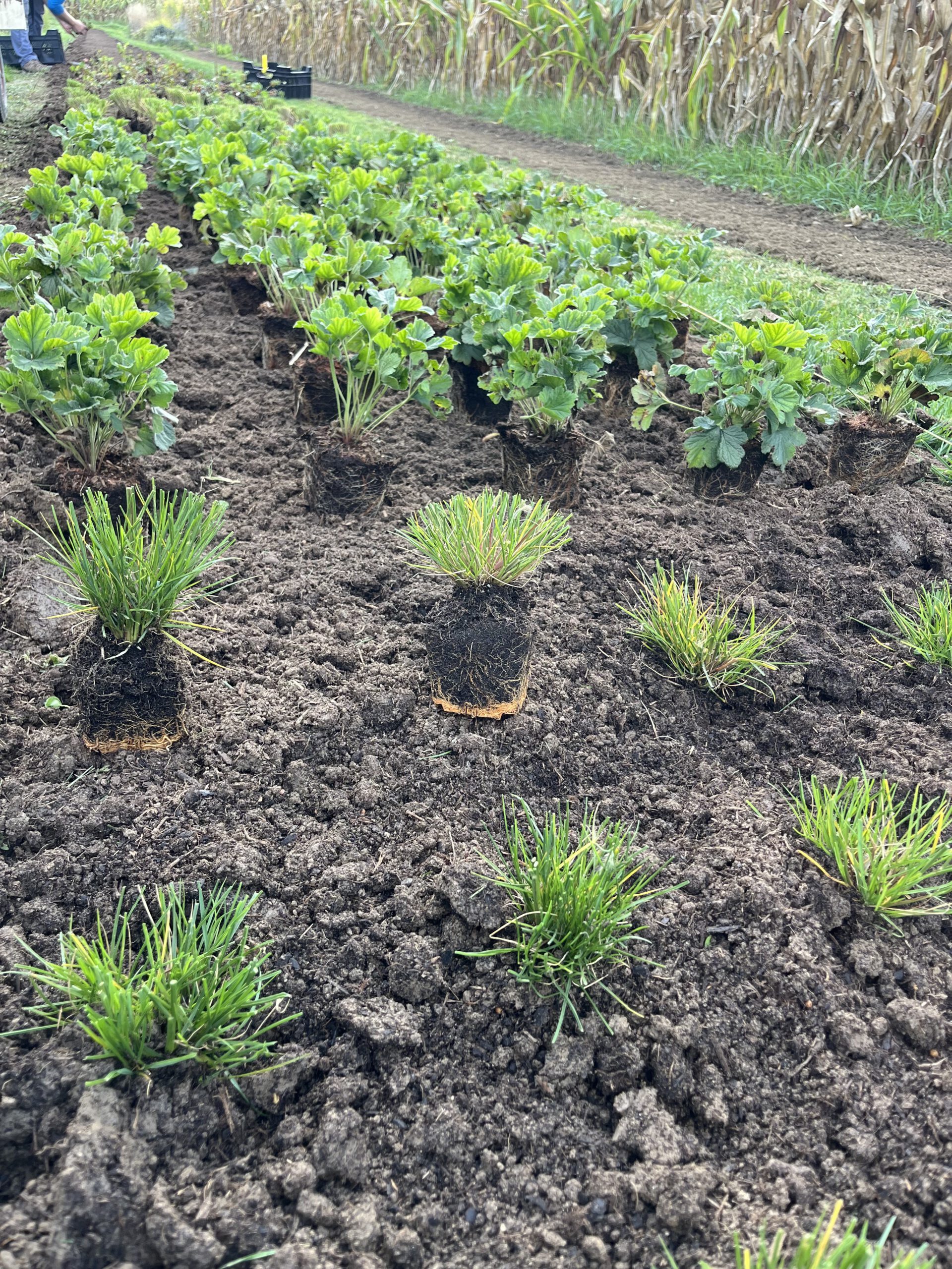 Gärtnerei, Baumschule, Rhododendron, Trompetenbaum, Agapanthus, Kaiserstuhl, Gartengestaltung, Gärtnerei in der Nähe, Baumschule in der Nähe, Pflanzen Grosshandel, Gartengestaltung in der Nähe, ginkgo biloba pflanze, zuckerhut fichte, ilex crenata, gaura, magnolie immergrün, euonymus, johannisbeere rote, Baum Felsenbirne, Felensbirne Baum, Korkenzieherhasel, Schneeheide, Japanische Stechpalme, Storchschnabel Geranium Macrorrhizum, Prunus, Kaiserstuhl Camping, Blumen für Hochzeiten, Gärtnerei Müller, Gartengestaltung kleiner Garten, Gärtnerei Freiburg, Obst mit Namen, Trauerfloristik modern, Gärtnerei Gundelfingen, Gartengestaltung am Hang, Gartengestaltung Kosten, Grosshandel Gartenbau, Garten Grosshandel, Pflanzen Blog, Grüne Jobs, Gärtnerei Jobs, Torffreie Erde, Taspo Award, DEGA, Lavendel, Steppensalbei, Perovskia, Rutenhirse, Staudenmutterpflanzen, vegetative Vermehrung