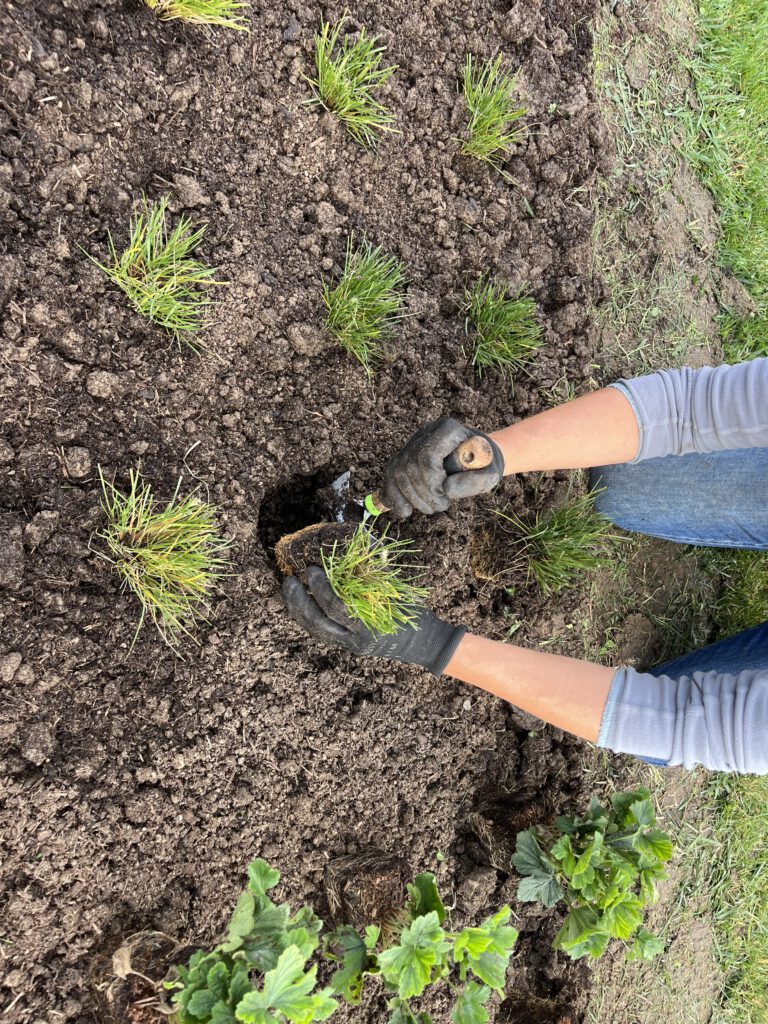 Gärtnerei, Baumschule, Rhododendron, Trompetenbaum, Agapanthus, Kaiserstuhl, Gartengestaltung, Gärtnerei in der Nähe, Baumschule in der Nähe, Pflanzen Grosshandel, Gartengestaltung in der Nähe, ginkgo biloba pflanze, zuckerhut fichte, ilex crenata, gaura, magnolie immergrün, euonymus, johannisbeere rote, Baum Felsenbirne, Felensbirne Baum, Korkenzieherhasel, Schneeheide, Japanische Stechpalme, Storchschnabel Geranium Macrorrhizum, Prunus, Kaiserstuhl Camping, Blumen für Hochzeiten, Gärtnerei Müller, Gartengestaltung kleiner Garten, Gärtnerei Freiburg, Obst mit Namen, Trauerfloristik modern, Gärtnerei Gundelfingen, Gartengestaltung am Hang, Gartengestaltung Kosten, Grosshandel Gartenbau, Garten Grosshandel, Pflanzen Blog, Grüne Jobs, Gärtnerei Jobs, Torffreie Erde, Taspo Award, DEGA, Lavendel, Steppensalbei, Perovskia, Rutenhirse, Staudenmutterpflanzen, vegetative Vermehrung