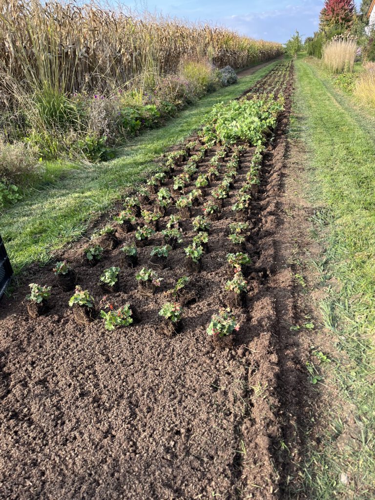 Gärtnerei, Baumschule, Rhododendron, Trompetenbaum, Agapanthus, Kaiserstuhl, Gartengestaltung, Gärtnerei in der Nähe, Baumschule in der Nähe, Pflanzen Grosshandel, Gartengestaltung in der Nähe, ginkgo biloba pflanze, zuckerhut fichte, ilex crenata, gaura, magnolie immergrün, euonymus, johannisbeere rote, Baum Felsenbirne, Felensbirne Baum, Korkenzieherhasel, Schneeheide, Japanische Stechpalme, Storchschnabel Geranium Macrorrhizum, Prunus, Kaiserstuhl Camping, Blumen für Hochzeiten, Gärtnerei Müller, Gartengestaltung kleiner Garten, Gärtnerei Freiburg, Obst mit Namen, Trauerfloristik modern, Gärtnerei Gundelfingen, Gartengestaltung am Hang, Gartengestaltung Kosten, Grosshandel Gartenbau, Garten Grosshandel, Pflanzen Blog, Grüne Jobs, Gärtnerei Jobs, Torffreie Erde, Taspo Award, DEGA, Lavendel, Steppensalbei, Perovskia, Rutenhirse, Staudenmutterpflanzen, vegetative Vermehrung