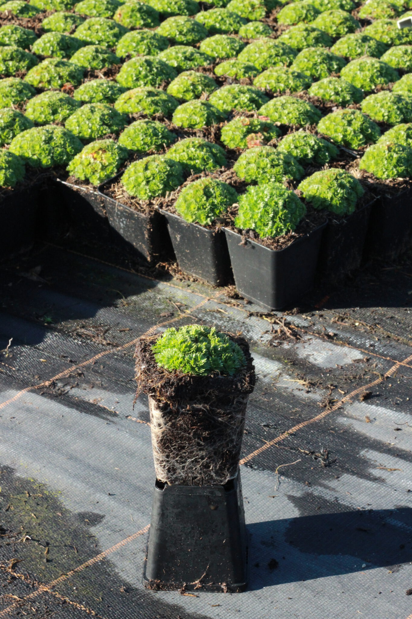 Gärtnerei, Baumschule, Rhododendron, Trompetenbaum, Agapanthus, Kaiserstuhl, Gartengestaltung, Gärtnerei in der Nähe, Baumschule in der Nähe, Pflanzen Grosshandel, Gartengestaltung in der Nähe, ginkgo biloba pflanze, zuckerhut fichte, ilex crenata, gaura, magnolie immergrün, euonymus, johannisbeere rote, Baum Felsenbirne, Felensbirne Baum, Korkenzieherhasel, Schneeheide, Japanische Stechpalme, Storchschnabel Geranium Macrorrhizum, Prunus, Kaiserstuhl Camping, Blumen für Hochzeiten, Gärtnerei Müller, Gartengestaltung kleiner Garten, Gärtnerei Freiburg, Obst mit Namen, Trauerfloristik modern, Gärtnerei Gundelfingen, Gartengestaltung am Hang, Gartengestaltung Kosten, Grosshandel Gartenbau, Garten Grosshandel, Pflanzen Blog, Grüne Jobs, Gärtnerei Jobs, Torffreie Erde, Taspo Award, DEGA, Lavendel, Steppensalbei, Perovskia, Rutenhirse, Staudenmutterpflanzen, vegetative Vermehrung, ToSBa 2