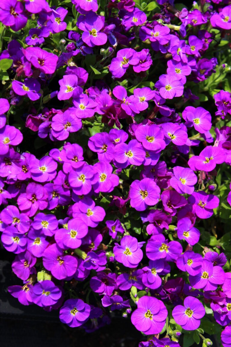 Gärtnerei, Baumschule, Rhododendron, Trompetenbaum, Agapanthus, Kaiserstuhl, Gartengestaltung, Gärtnerei in der Nähe, Baumschule in der Nähe, Pflanzen Grosshandel, Gartengestaltung in der Nähe, ginkgo biloba pflanze, zuckerhut fichte, ilex crenata, gaura, magnolie immergrün, euonymus, johannisbeere rote, Baum Felsenbirne, Felensbirne Baum, Korkenzieherhasel, Schneeheide, Japanische Stechpalme, Storchschnabel Geranium Macrorrhizum, Prunus, Kaiserstuhl Camping, Blumen für Hochzeiten, Gärtnerei Müller, Gartengestaltung kleiner Garten, Gärtnerei Freiburg, Obst mit Namen, Trauerfloristik modern, Gärtnerei Gundelfingen, Gartengestaltung am Hang, Gartengestaltung Kosten, Grosshandel Gartenbau, Garten Grosshandel, Pflanzen Blog, Grüne Jobs, Gärtnerei Jobs, Torffreie Erde, Taspo Award, DEGA, Gartenpraxis, Lavendel, Aubrieta Kitte, Blaukissen