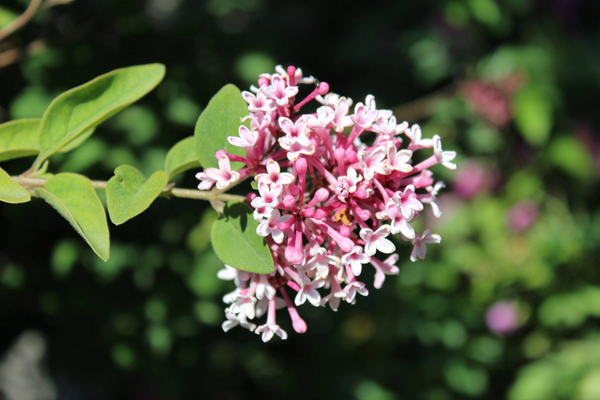Gärtnerei, Baumschule, Rhododendron, Trompetenbaum, Agapanthus, Kaiserstuhl, Gartengestaltung, Gärtnerei in der Nähe, Baumschule in der Nähe, Pflanzen Grosshandel, Gartengestaltung in der Nähe, ginkgo biloba pflanze, zuckerhut fichte, ilex crenata, gaura, magnolie immergrün, euonymus, johannisbeere rote, Baum Felsenbirne, Felensbirne Baum, Korkenzieherhasel, Schneeheide, Japanische Stechpalme, Storchschnabel Geranium Macrorrhizum, Prunus, Kaiserstuhl Camping, Blumen für Hochzeiten, Gärtnerei Müller, Gartengestaltung kleiner Garten, Gärtnerei Freiburg, Obst mit Namen, Trauerfloristik modern, Gärtnerei Gundelfingen, Gartengestaltung am Hang, Gartengestaltung Kosten, Grosshandel Gartenbau, Garten Grosshandel, Pflanzen Blog, Grüne Jobs, Gärtnerei Jobs, Torffreie Erde, Taspo Award, DEGA, Lavendel, Steppensalbei, Perovskia, Rutenhirse, Flieder lila, Zwerg-Flieder