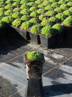 Gärtnerei, Baumschule, Rhododendron, Trompetenbaum, Agapanthus, Kaiserstuhl, Gartengestaltung, Gärtnerei in der Nähe, Baumschule in der Nähe, Pflanzen Grosshandel, Gartengestaltung in der Nähe, ginkgo biloba pflanze, zuckerhut fichte, ilex crenata, gaura, magnolie immergrün, euonymus, johannisbeere rote, Baum Felsenbirne, Felensbirne Baum, Korkenzieherhasel, Schneeheide, Japanische Stechpalme, Storchschnabel Geranium Macrorrhizum, Prunus, Kaiserstuhl Camping, Blumen für Hochzeiten, Gärtnerei Müller, Gartengestaltung kleiner Garten, Gärtnerei Freiburg, Obst mit Namen, Trauerfloristik modern, Gärtnerei Gundelfingen, Gartengestaltung am Hang, Gartengestaltung Kosten, Grosshandel Gartenbau, Garten Grosshandel, Pflanzen Blog, Grüne Jobs, Gärtnerei Jobs, Torffreie Erde, Taspo Award, DEGA, Lavendel, Steppensalbei, Perovskia, Rutenhirse, Staudenmutterpflanzen, vegetative Vermehrung, ToSBa 2