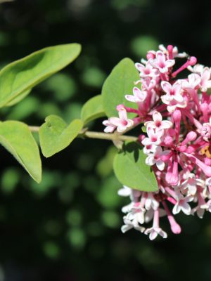 Gärtnerei, Baumschule, Rhododendron, Trompetenbaum, Agapanthus, Kaiserstuhl, Gartengestaltung, Gärtnerei in der Nähe, Baumschule in der Nähe, Pflanzen Grosshandel, Gartengestaltung in der Nähe, ginkgo biloba pflanze, zuckerhut fichte, ilex crenata, gaura, magnolie immergrün, euonymus, johannisbeere rote, Baum Felsenbirne, Felensbirne Baum, Korkenzieherhasel, Schneeheide, Japanische Stechpalme, Storchschnabel Geranium Macrorrhizum, Prunus, Kaiserstuhl Camping, Blumen für Hochzeiten, Gärtnerei Müller, Gartengestaltung kleiner Garten, Gärtnerei Freiburg, Obst mit Namen, Trauerfloristik modern, Gärtnerei Gundelfingen, Gartengestaltung am Hang, Gartengestaltung Kosten, Grosshandel Gartenbau, Garten Grosshandel, Pflanzen Blog, Grüne Jobs, Gärtnerei Jobs, Torffreie Erde, Taspo Award, DEGA, Lavendel, Steppensalbei, Perovskia, Rutenhirse, Flieder lila, Zwerg-Flieder