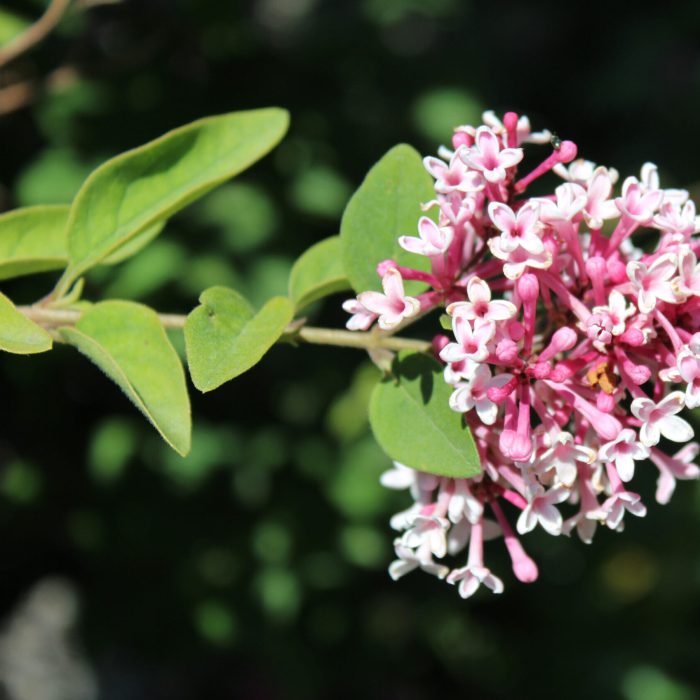 Gärtnerei, Baumschule, Rhododendron, Trompetenbaum, Agapanthus, Kaiserstuhl, Gartengestaltung, Gärtnerei in der Nähe, Baumschule in der Nähe, Pflanzen Grosshandel, Gartengestaltung in der Nähe, ginkgo biloba pflanze, zuckerhut fichte, ilex crenata, gaura, magnolie immergrün, euonymus, johannisbeere rote, Baum Felsenbirne, Felensbirne Baum, Korkenzieherhasel, Schneeheide, Japanische Stechpalme, Storchschnabel Geranium Macrorrhizum, Prunus, Kaiserstuhl Camping, Blumen für Hochzeiten, Gärtnerei Müller, Gartengestaltung kleiner Garten, Gärtnerei Freiburg, Obst mit Namen, Trauerfloristik modern, Gärtnerei Gundelfingen, Gartengestaltung am Hang, Gartengestaltung Kosten, Grosshandel Gartenbau, Garten Grosshandel, Pflanzen Blog, Grüne Jobs, Gärtnerei Jobs, Torffreie Erde, Taspo Award, DEGA, Lavendel, Steppensalbei, Perovskia, Rutenhirse, Flieder lila, Zwerg-Flieder
